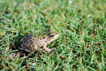 common green frog