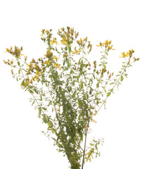 St. John's Wort