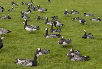 Barnacle goose
