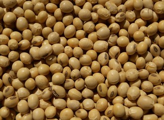 Closeup of dry soybean seeds