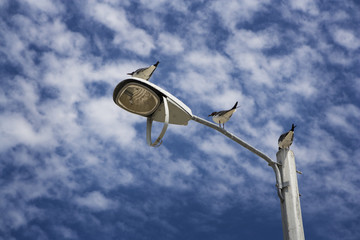 Fototapeta premium Perched Sea Birds & Street Light, Gulf Coast