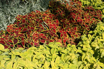 Summer flowerbed with fresh lush vegetation