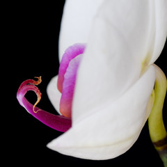 Orchid&eacute;e blanche et pourpre