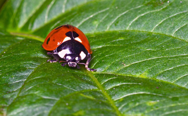 macro portrait of the ladybug