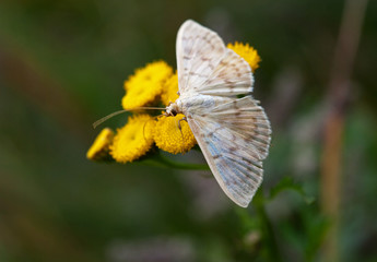 weißer Schmetterling