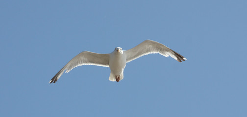 A Seagull Flying in a Clear Blue Sky.