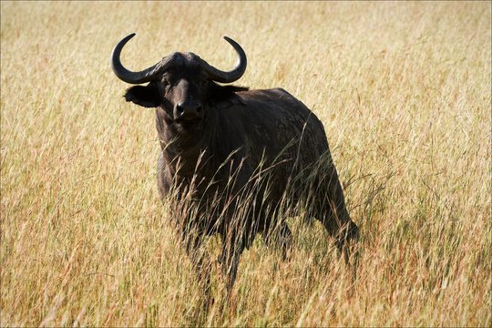 Buffalo.