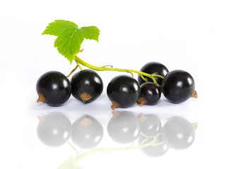 black currant