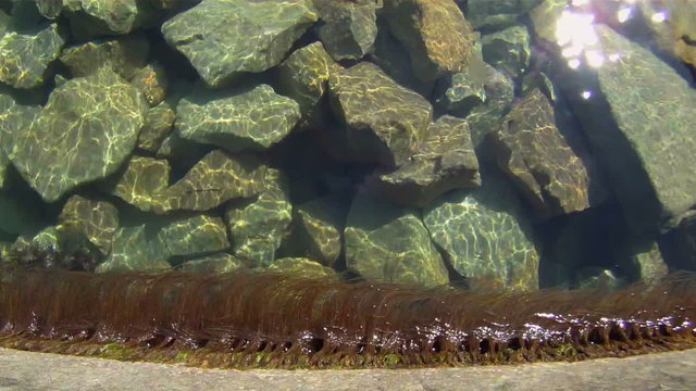 Dance seaweed