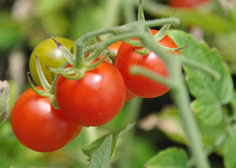 cherry tomatoes