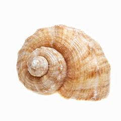 Muscheln isoliert auf weiss