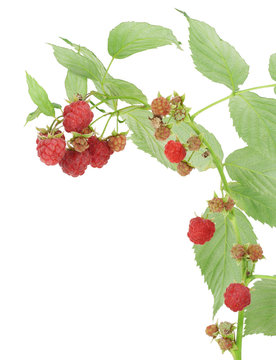 Raspberry on branch postcard