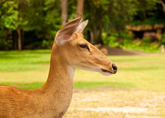 deer