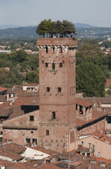 Fototapeta na wymiar Torre Guinigi - Lucca