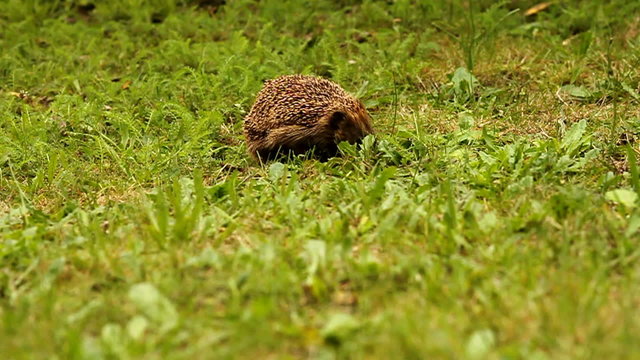Igel