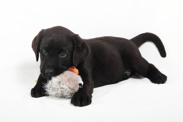 studio portrait of baby labrador with duck stuffed animals