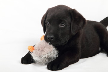 studio portrait of baby labrador with duck stuffed animals