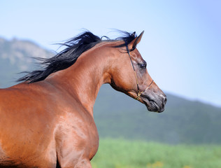 portrait of beautiful brown arabian horse in motion