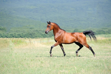 beautiful brown arabian horse running trot on pasture