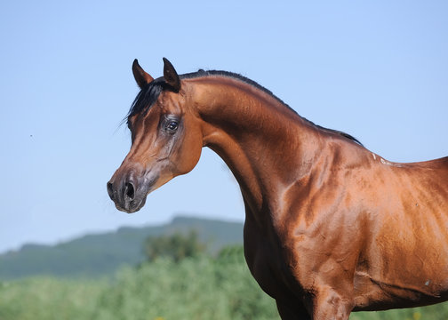 Fototapeta portrait of beautiful brown arabian horse