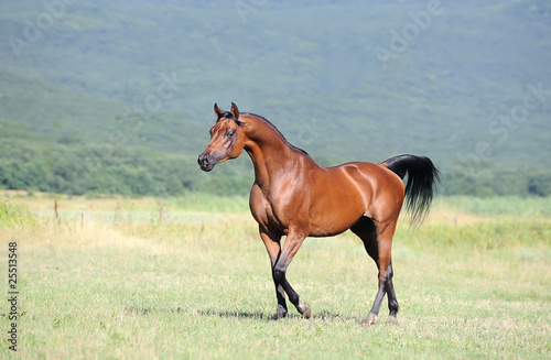 Beautiful Brown Arabian Horse Running Trot On Pasture Wall Mural Wallpaper Murals Dozornaya Beautiful Brown Arabian Horse Running Trot On Pasture Wall Mural Wallpaper Murals Dozornaya