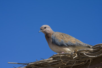 Collared Dove