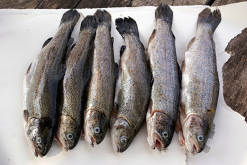 Fish on the table