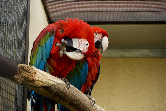 Two red perrots sit in a cage