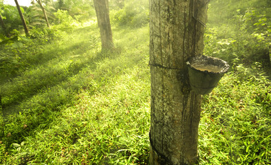 rubber plantation