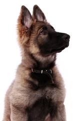 Deutscher Schäferhund Welpe