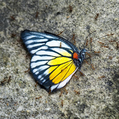 Fototapeta na wymiar Dead butterfly