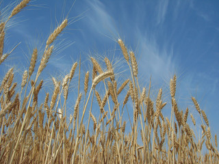 ripening wheat against blue sky