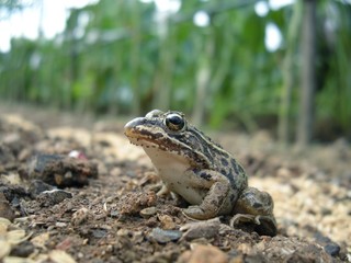 トノサマガエル