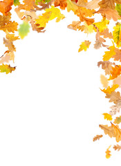 Autumn Oak Leaves Frame