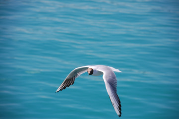Möve im Flug