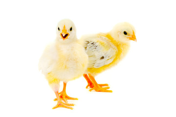 Two chicks