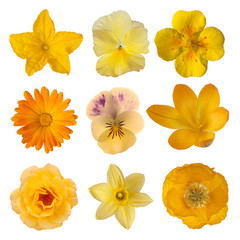 Fototapeta premium Collection of yellow/orange flowers