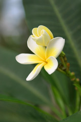 Zarte Frangipani Blüte