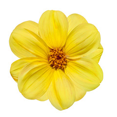 Yellow Dahlia Flower Isolated on White Background