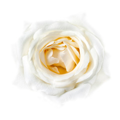 White Rose Closeup Faded into White Background