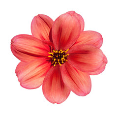 Red Dahlia Flower Isolated on White Background