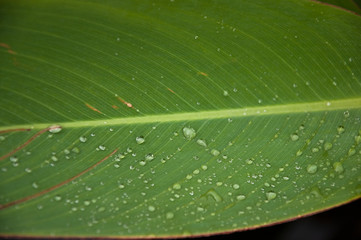 Regentropfen auf Blatt
