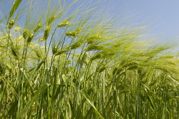Fototapeta premium Gerste, Hordeum vulgare, Poaceae