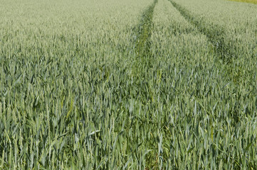 Weizen, Triticum aestivum, Poaceae