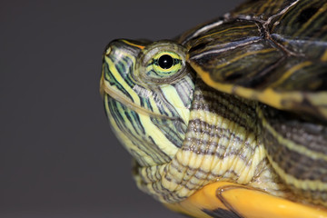 Naklejka premium red-eared turtle