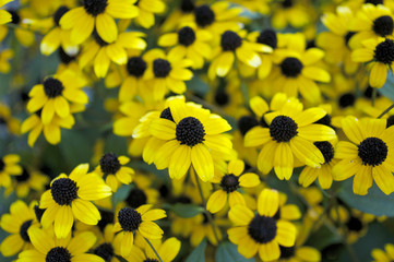 ルドベキアの花