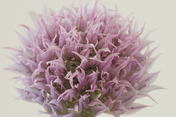 Schnittlauch, Allium schoenoprasum, Alliaceae
