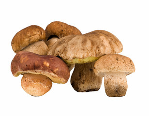 porcini mushrooms and moss isolated on white background