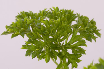 Petersilie, Petroselinum crispum, Apiaceae, Gewürz