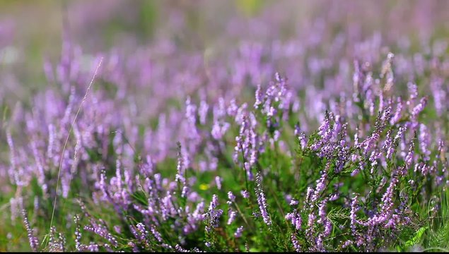 Calluna Vulgaris (heather) bush flapping in wind, macro view